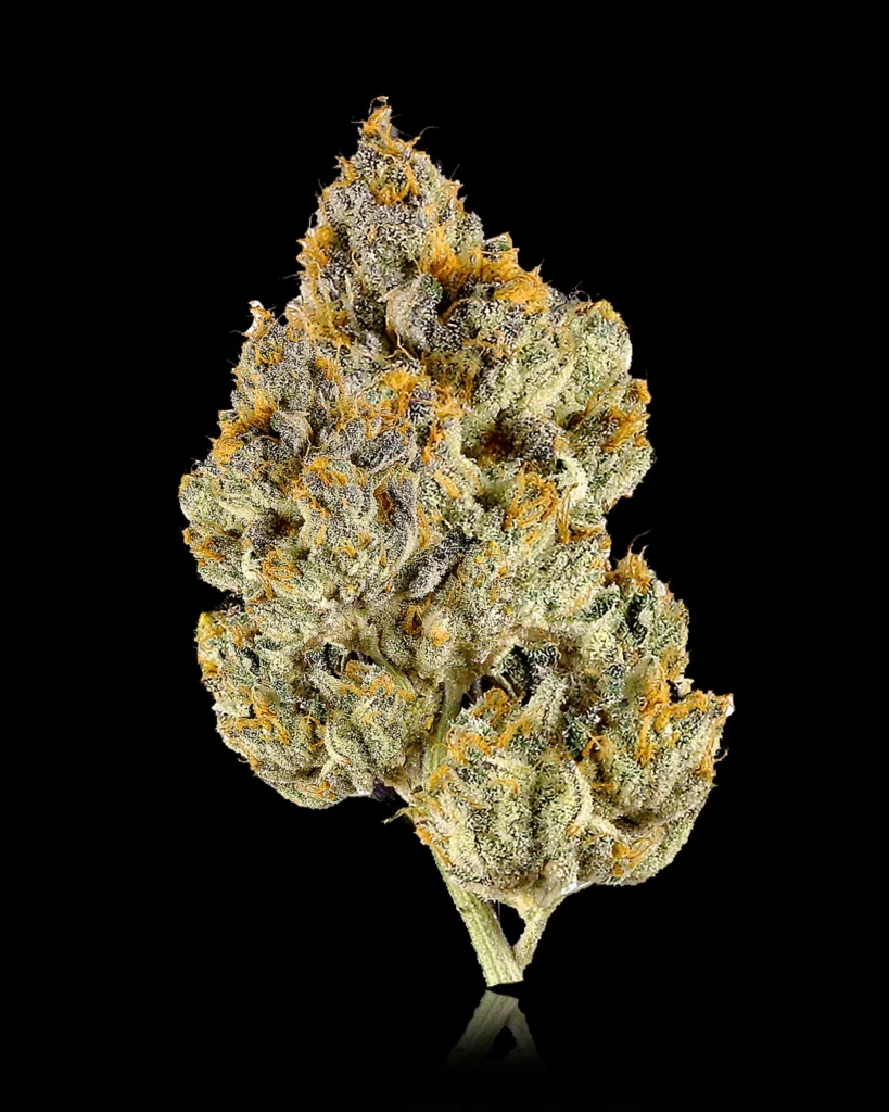 Flower Lemon Chery Gelato | HiLo Supply