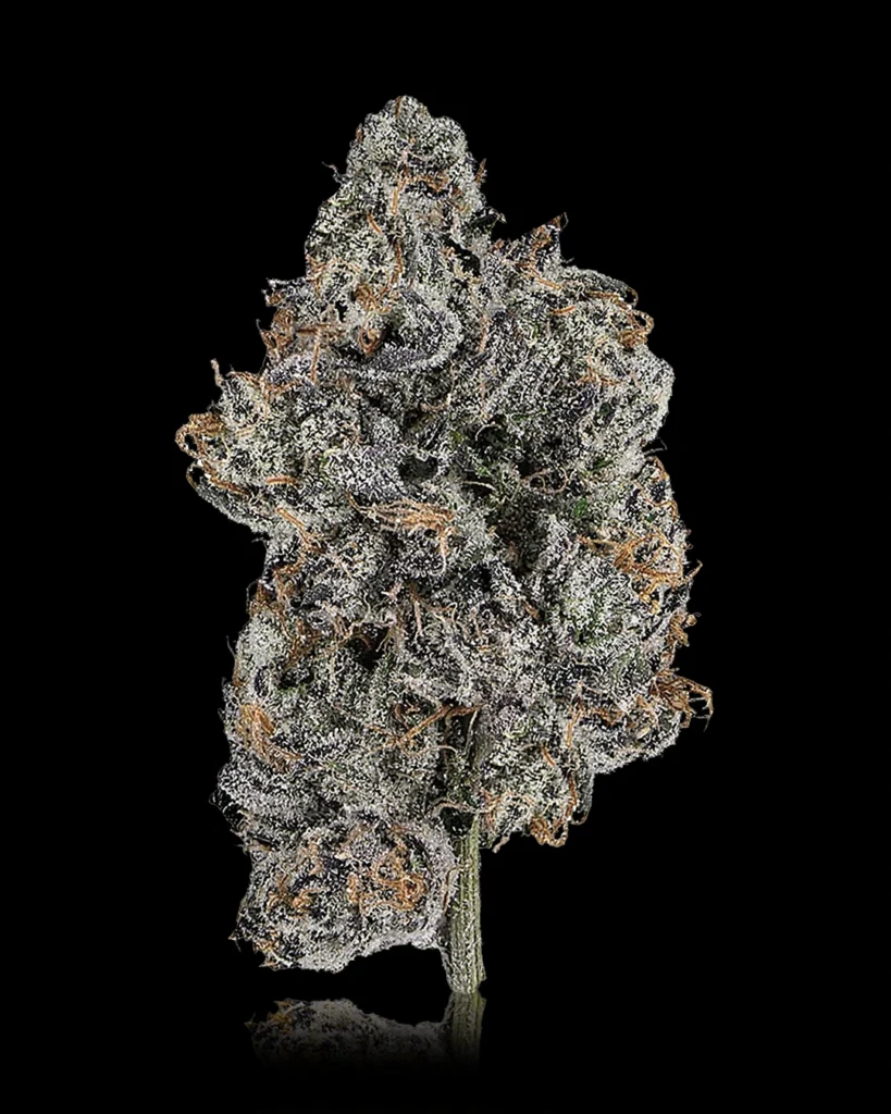 About us 3 | HiLo Supply Flower NEW Lemon Chery Gelato | HiLo Supply